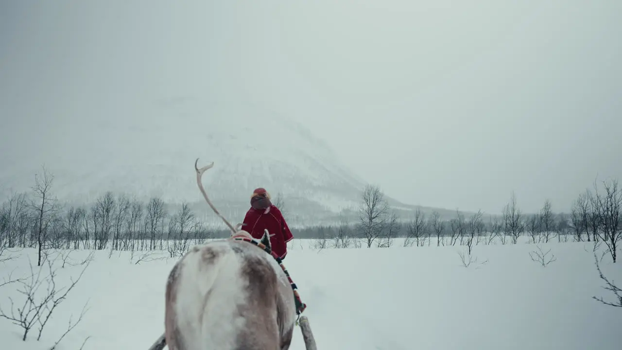 Slow motion back shot of reindeer pulling a sleigh above the Arctic Circle in Norway