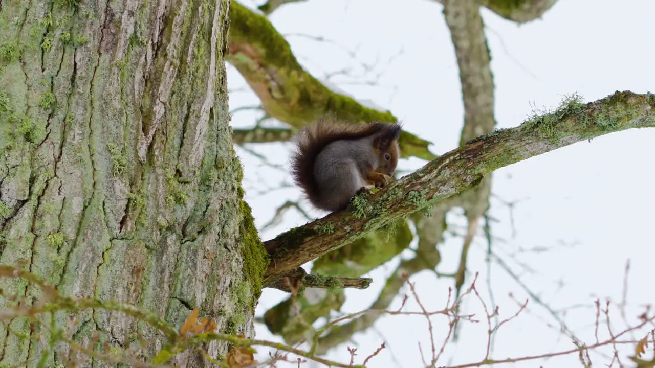 Squirrel on a Tree Branch Eating Nuts