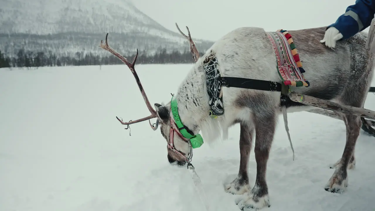 Slow motion wide shot of reindeer being petted and eating snow above the Arctic Circle in Norway