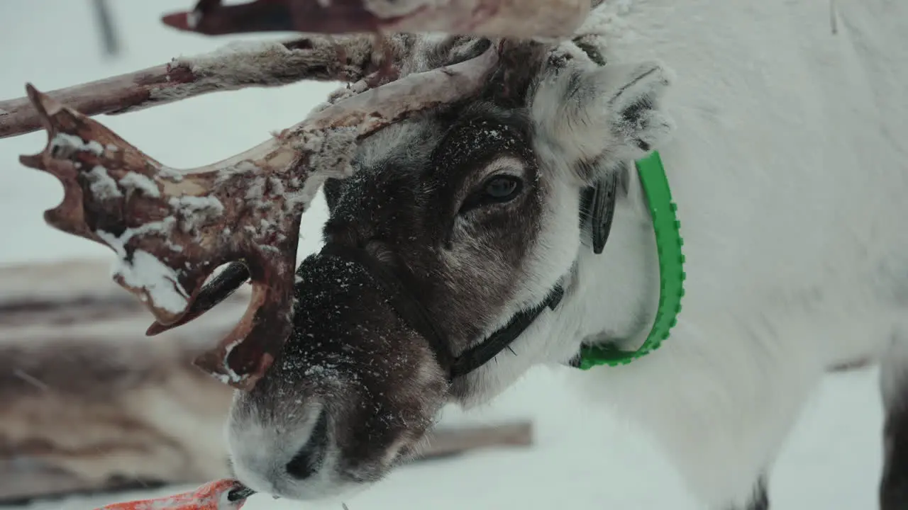 Slow motion portrait of beautiful reindeer in Norway