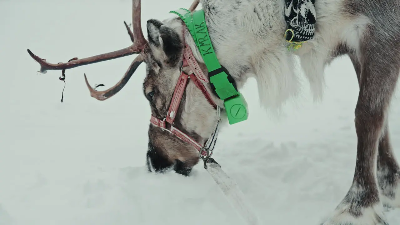 Cinematic close shot of reindeer eating snow