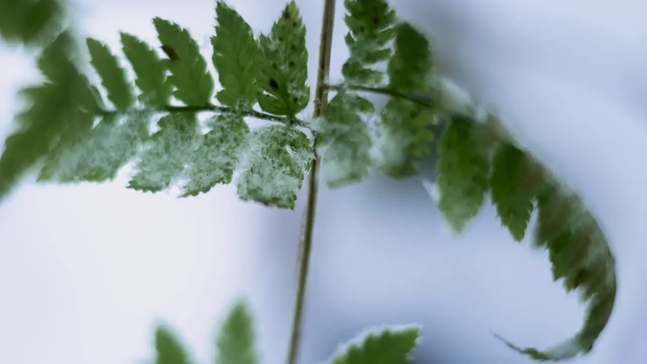 Leaves Of Green Fern Lie On Branch And Snow Close-Up