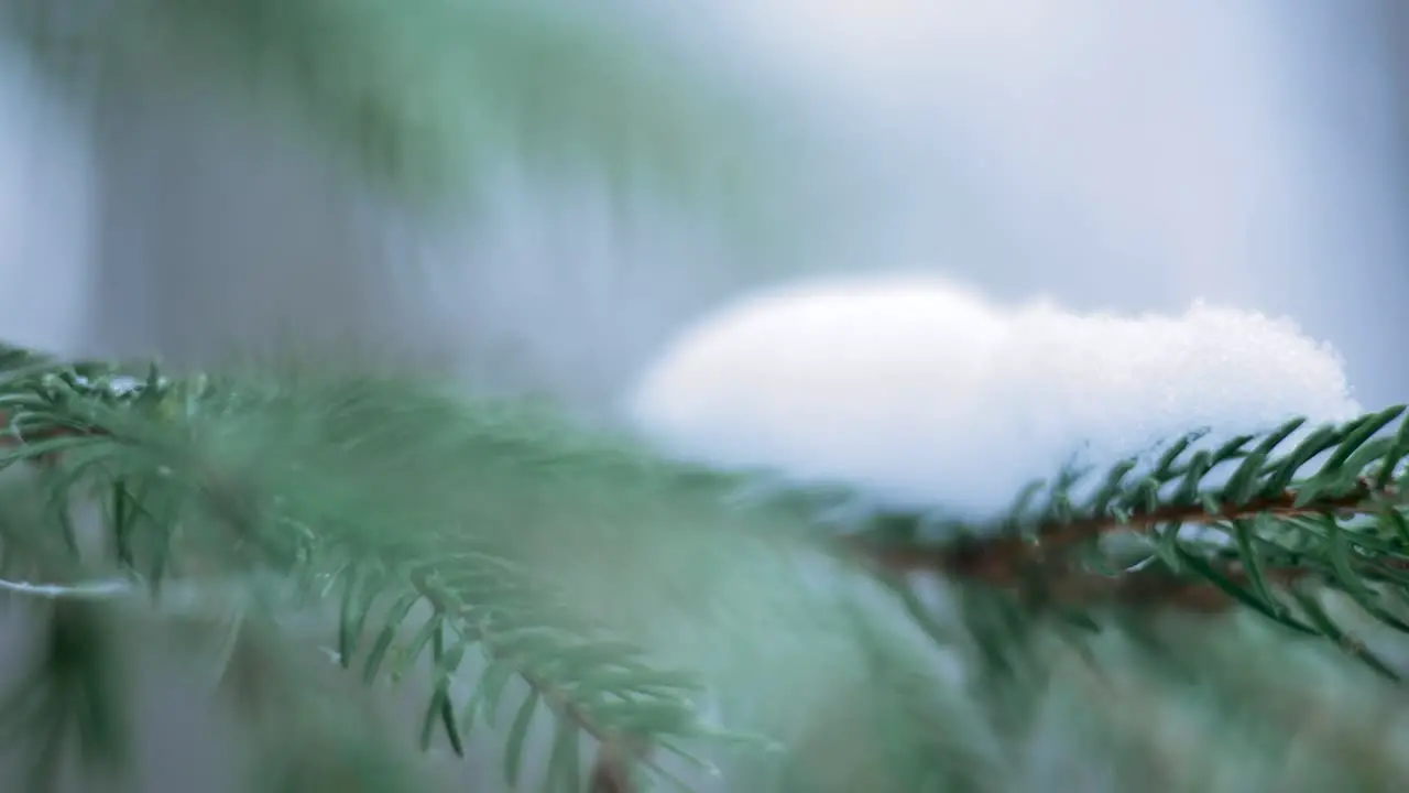 Snow lying on a spruce branch macro shot