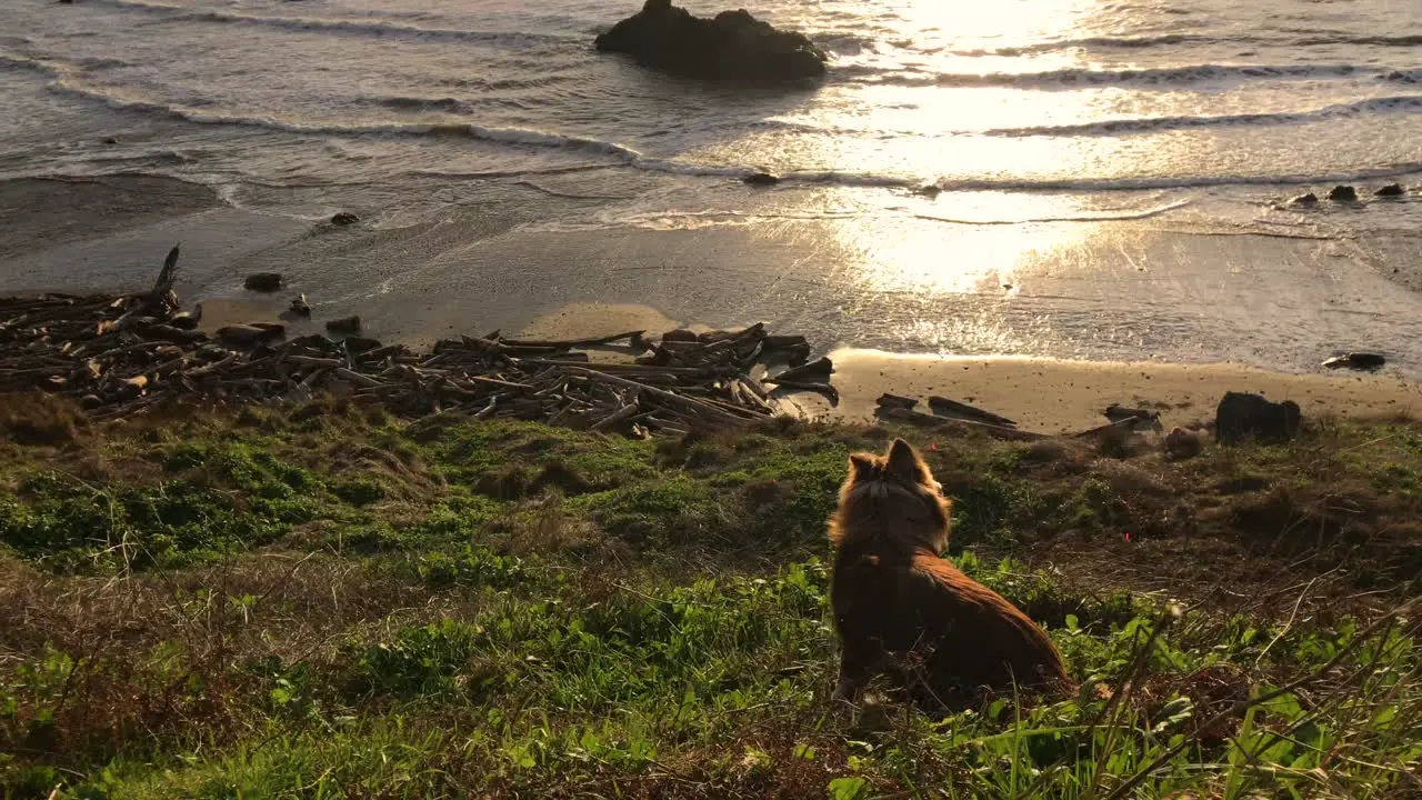 Happy dog without leash running around on the bluff over Bandon Beach in Oregon bringing a stick to play with