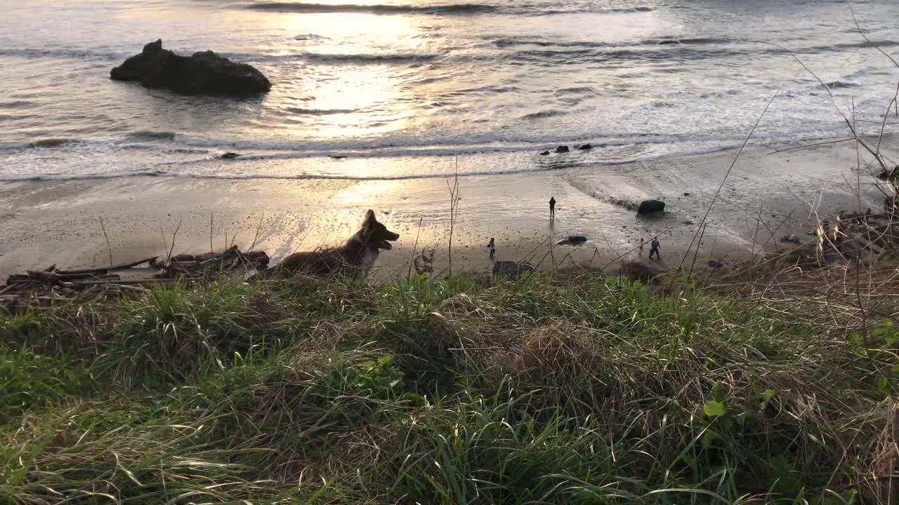 Happy dog without leash standing on bluff over Bandon beach at the Oregon coast