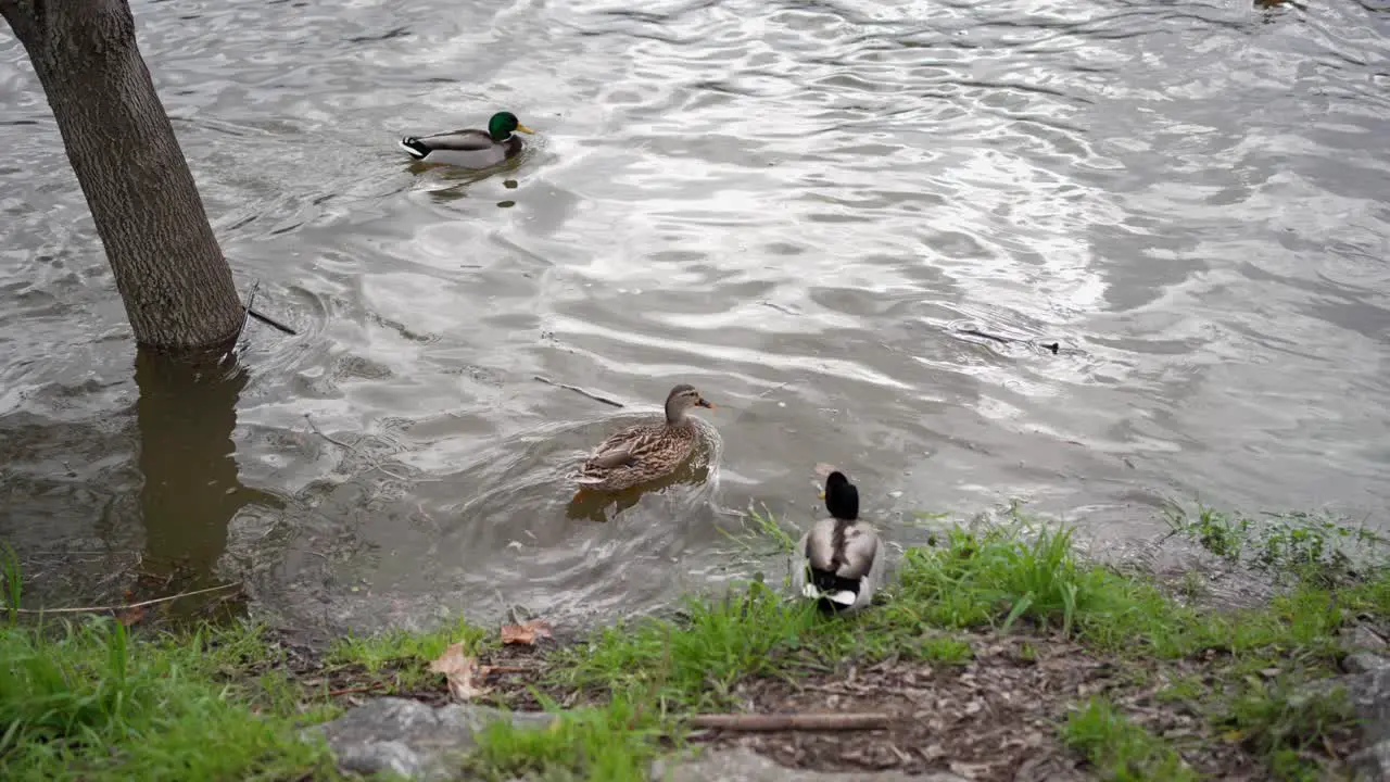 Wild Ducks entering in River Water to swim Nature Scene