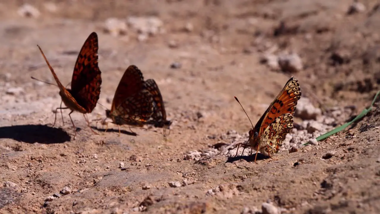 Red-yellow butterflies playing on the ground