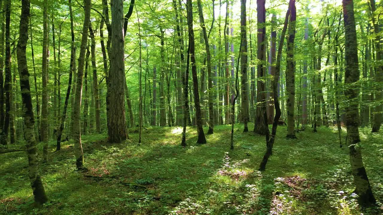 European Rainforest Calming Canopy of Green Trees Wild Nature