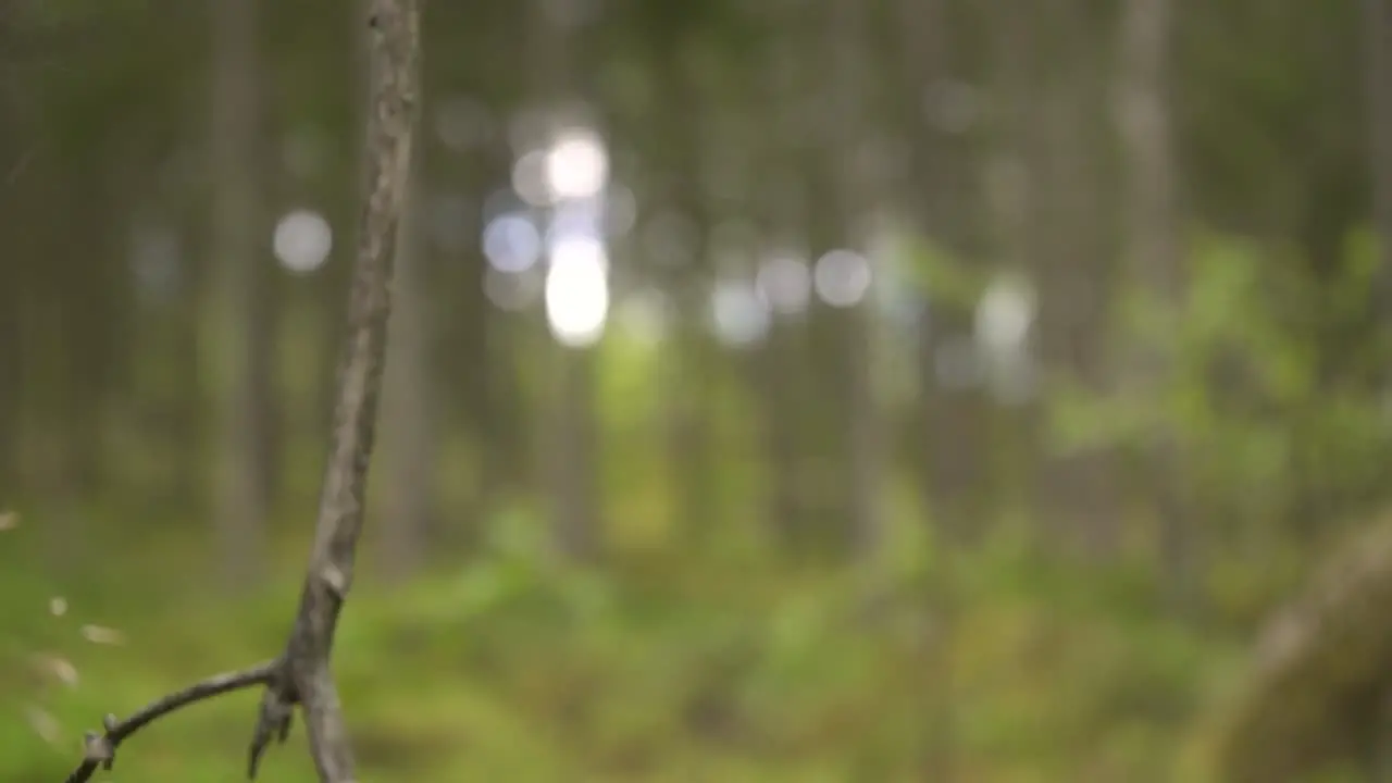 Close-up shot of spiderweb in a scandinavian forest