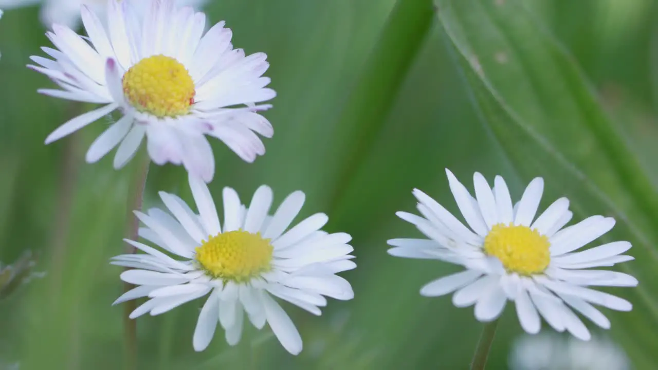 Closeup shot of a group of white daisy's growing among green grass bright sunny daylight