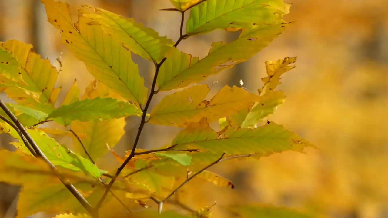 Autumn leaf turning yellow with a little of green left