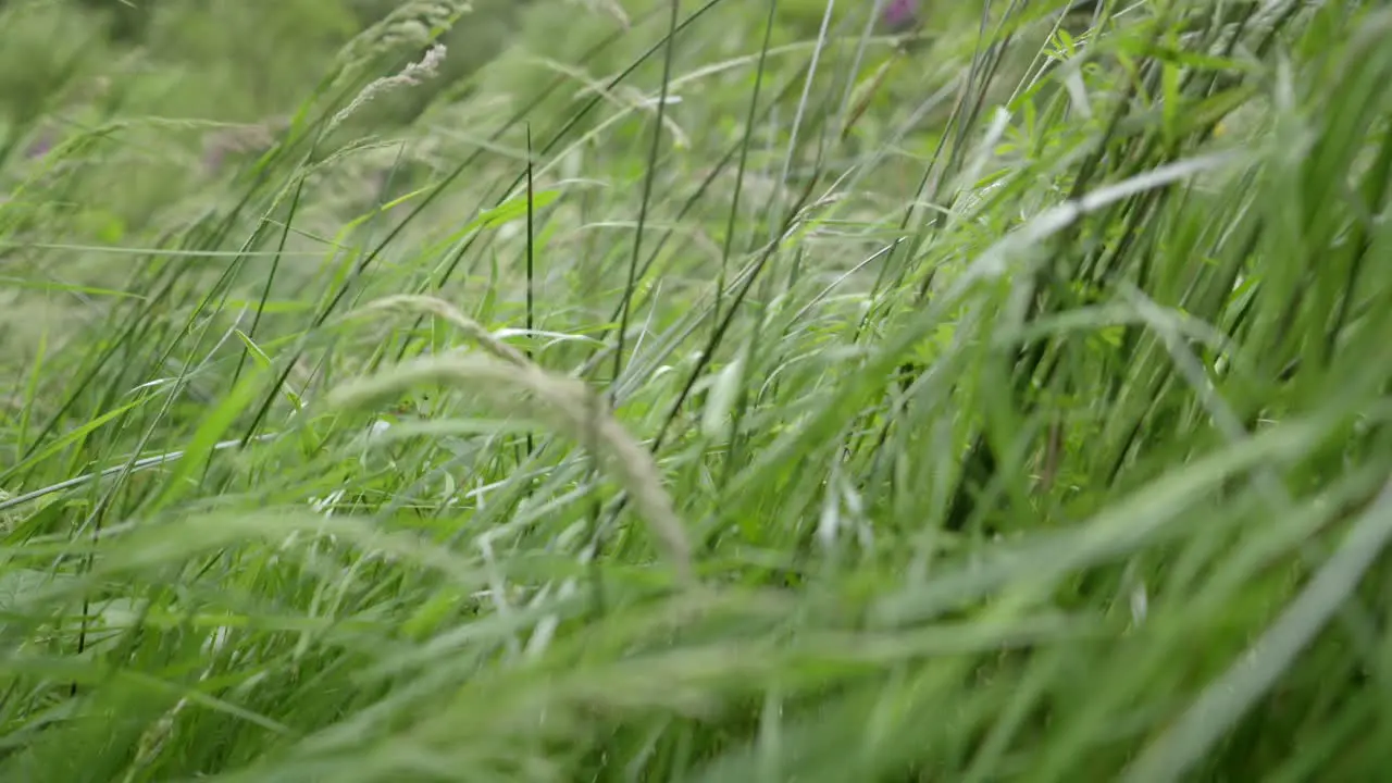 Grasses blowing in the wind slow motion Sony FX30