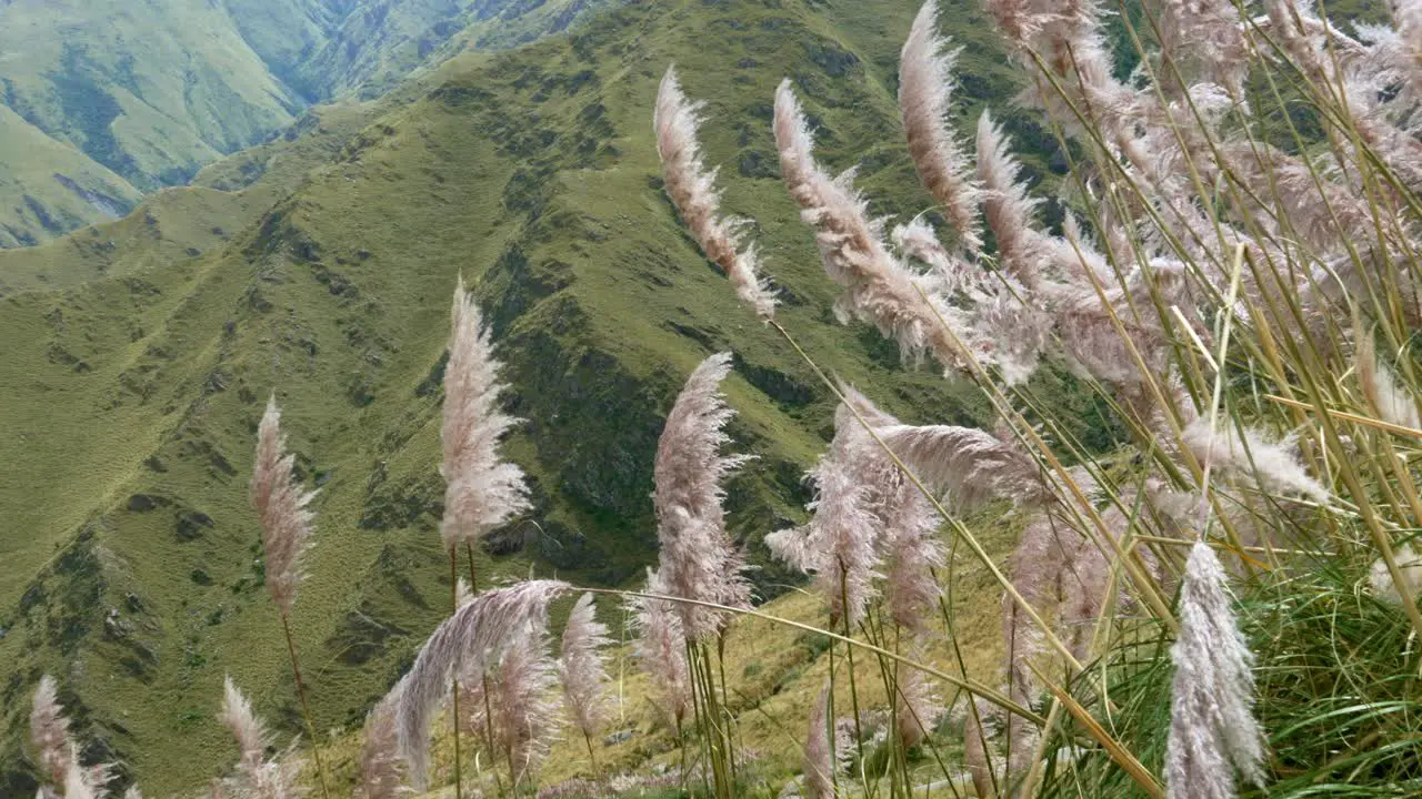 Pampa grass flowers in the slope of the comechingones mountain range in San Luis Argentina