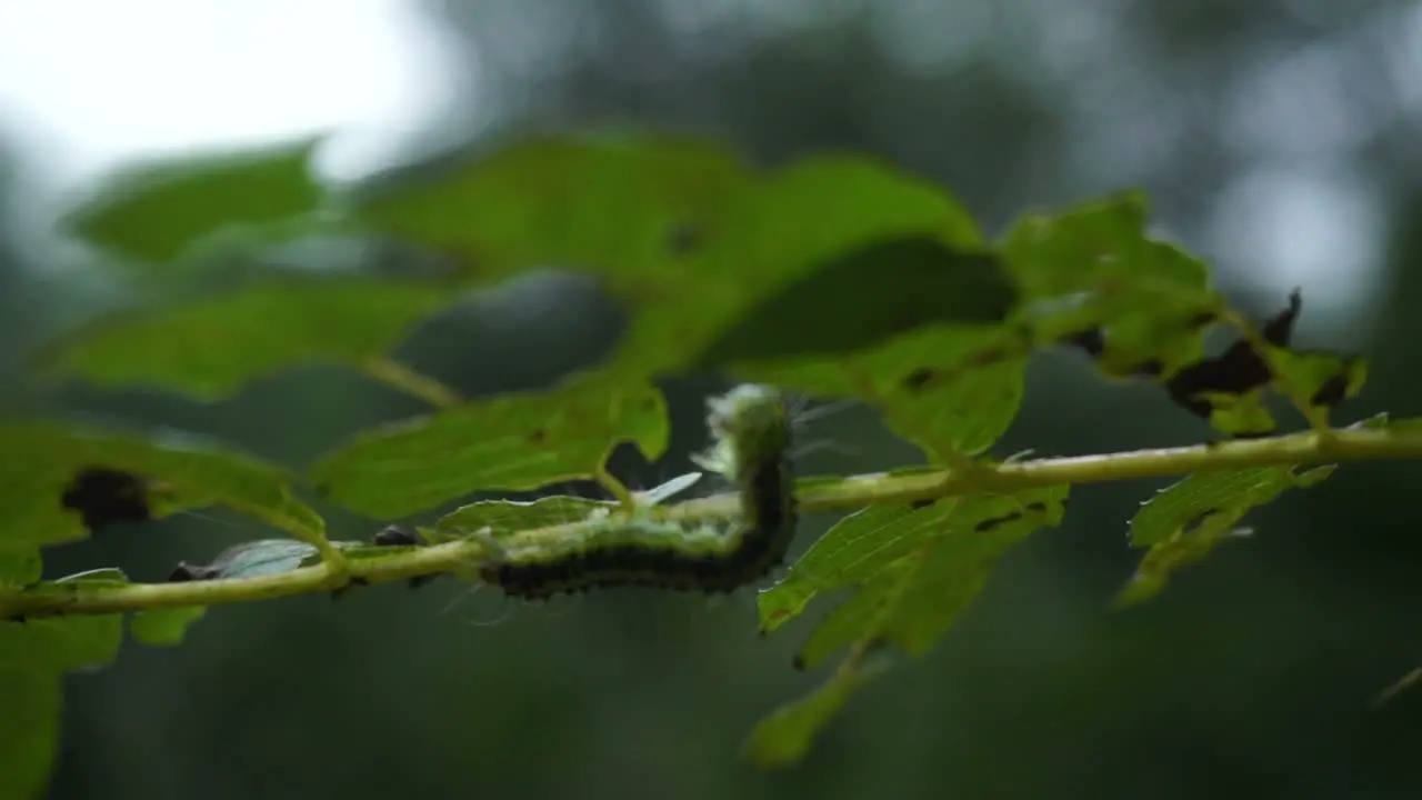 A beautiful carterpillar crawling on the leaf