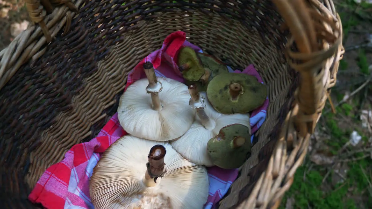 Walking through the forest with a basket of collected parasol and boletes mushrooms in slow-motion