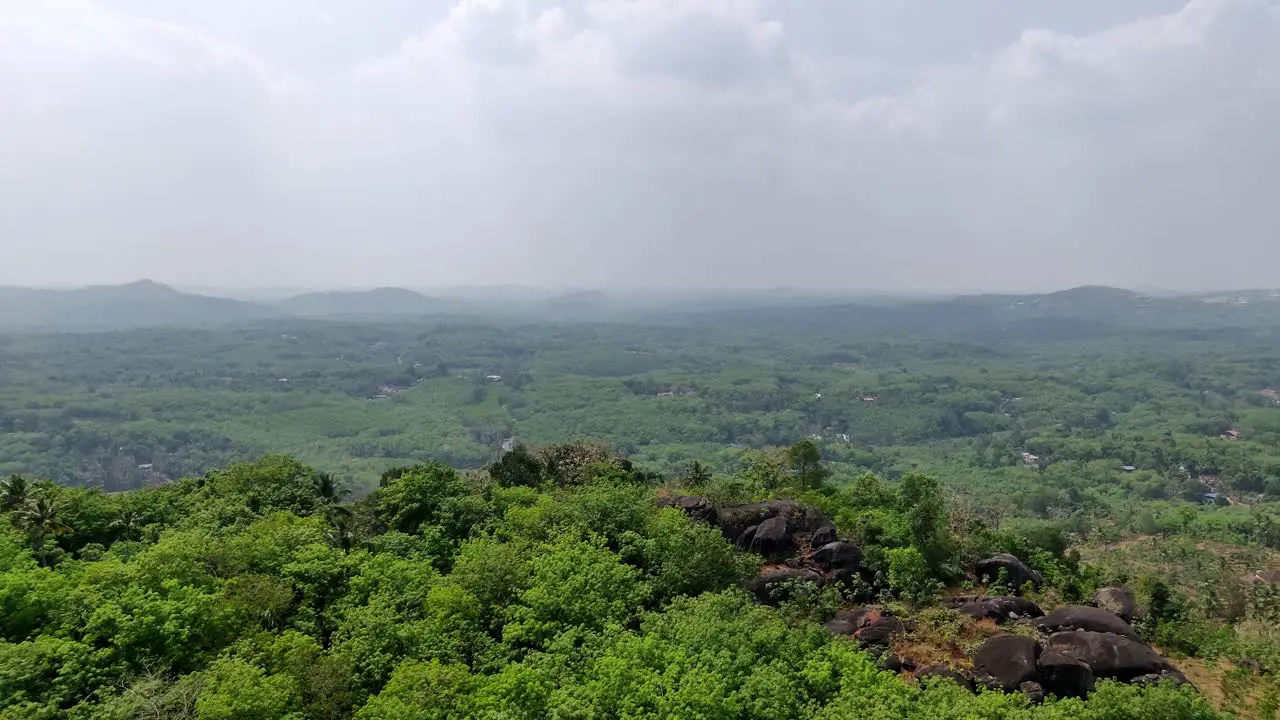 Striking trees grow in the forest mountain