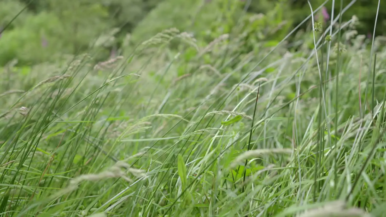 Grasses blowing in the wind close up slow motion Sony FX30