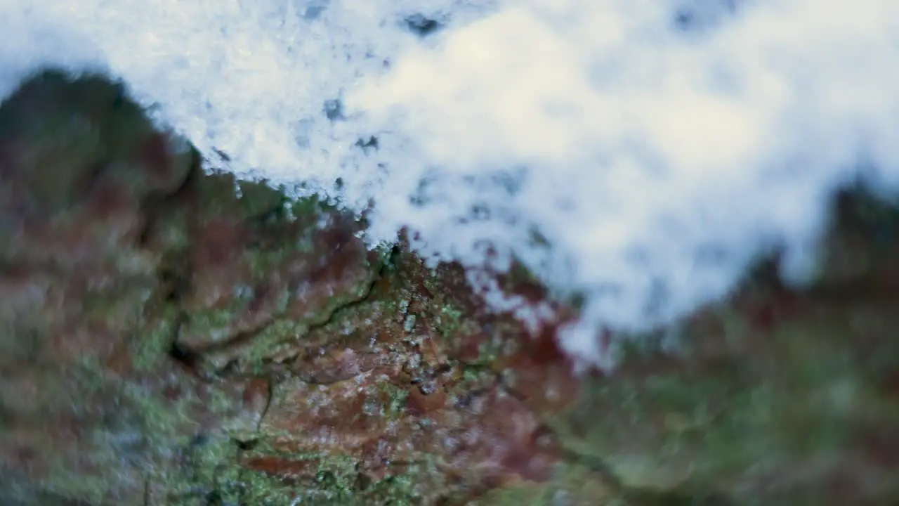 Tree trunk covered with snow macro perspective