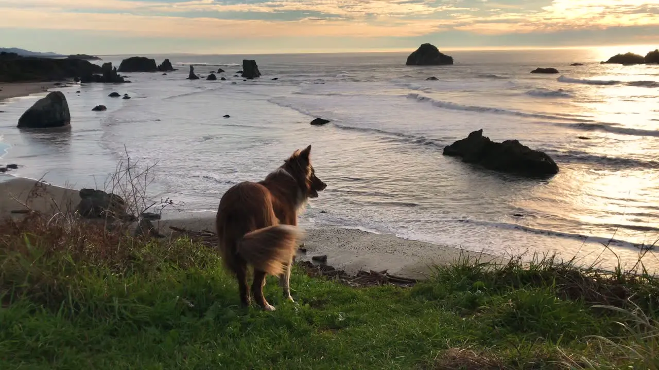 Healthy and happy dog overlooking Bandon beach and Face Rock at sunset