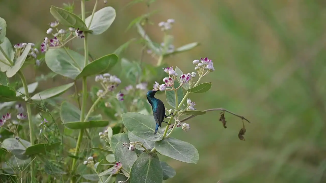 Purple Sunbird taking Nectar from wild flowers