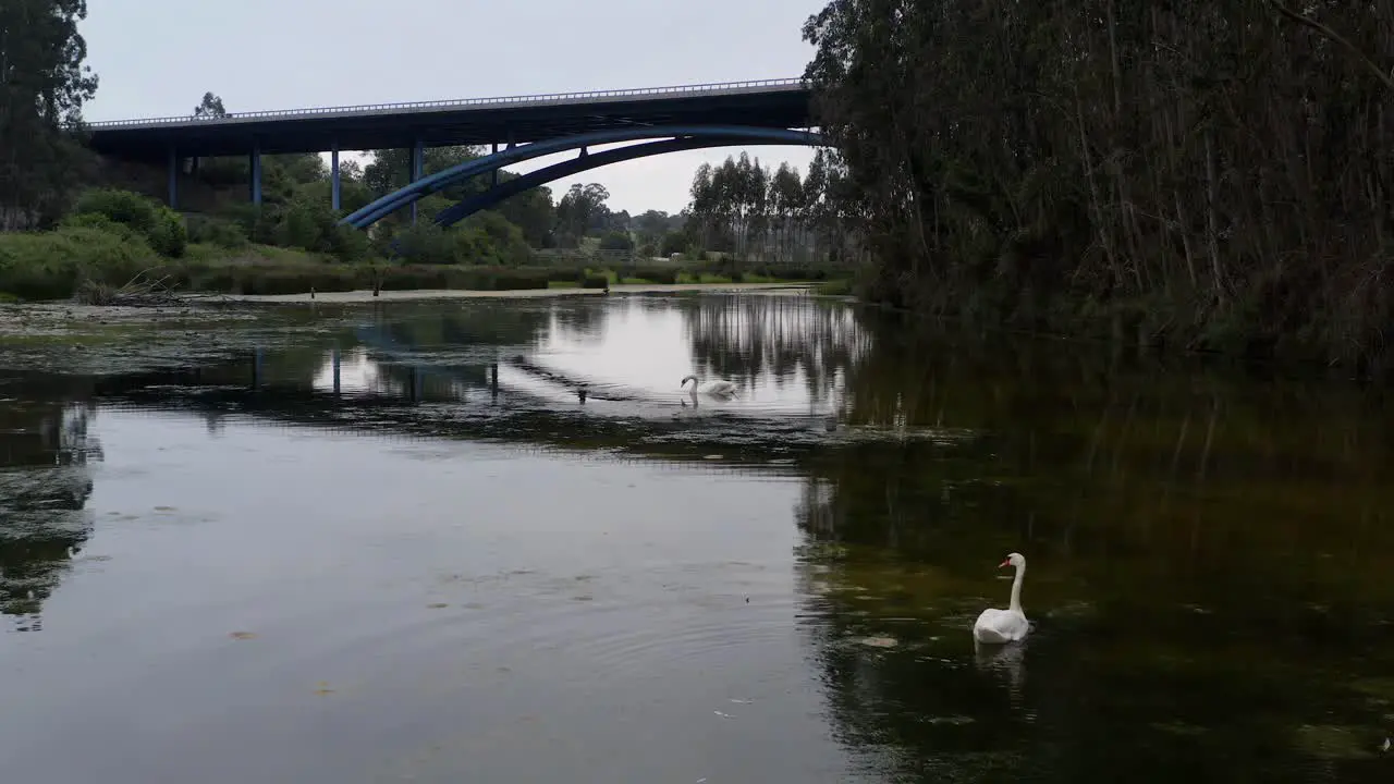 Swan gracefully gliding on the calm river surrounded by picturesque nature and the motorway bridge in San Vicente de la Barquera