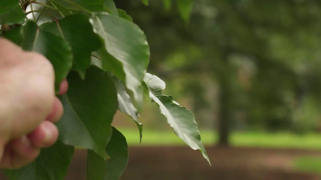 Gentle touch on leaves close-up nature connection