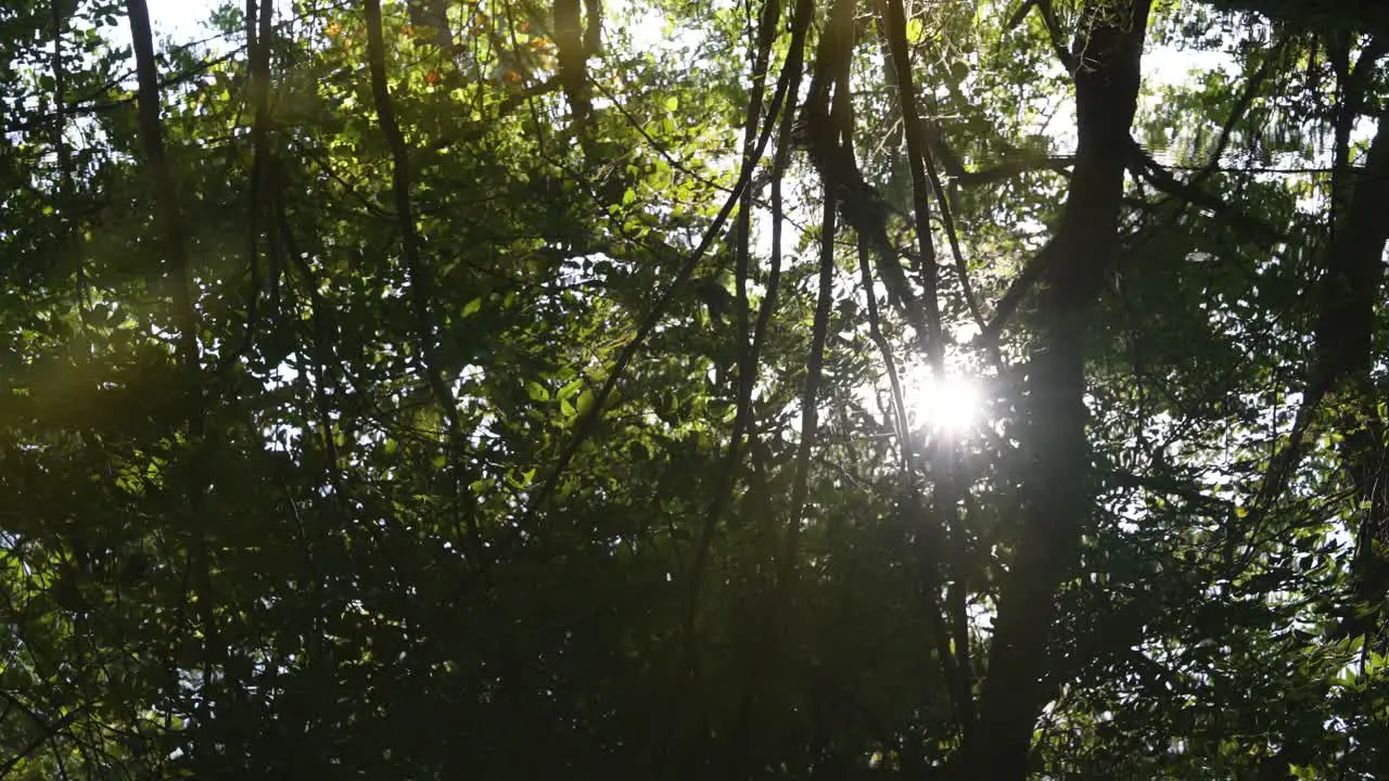 Reflection of sunlight peeping through the forest trees slow motion 24fps