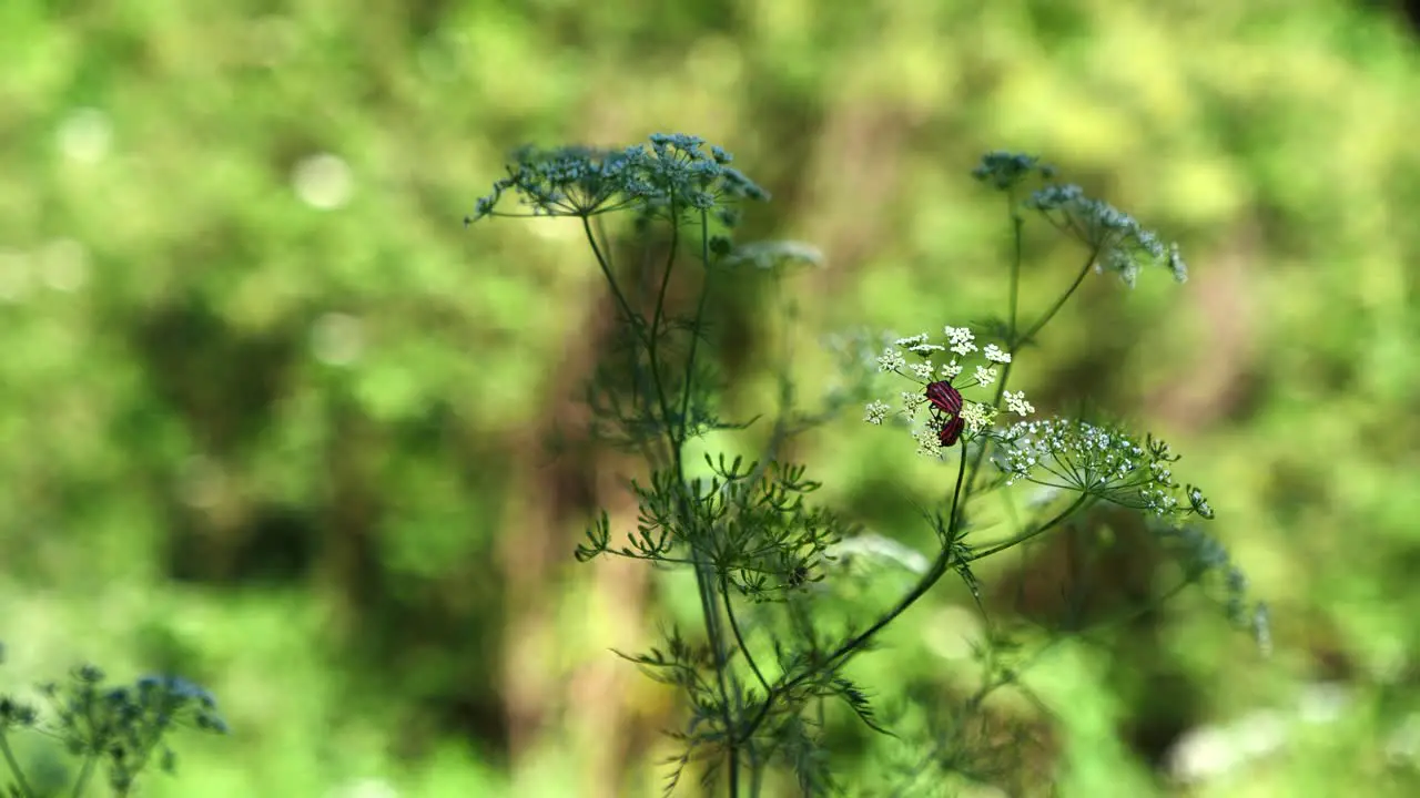 Two bugs make love on a flower