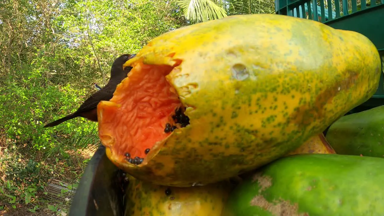 Papaya whole and bird feeding