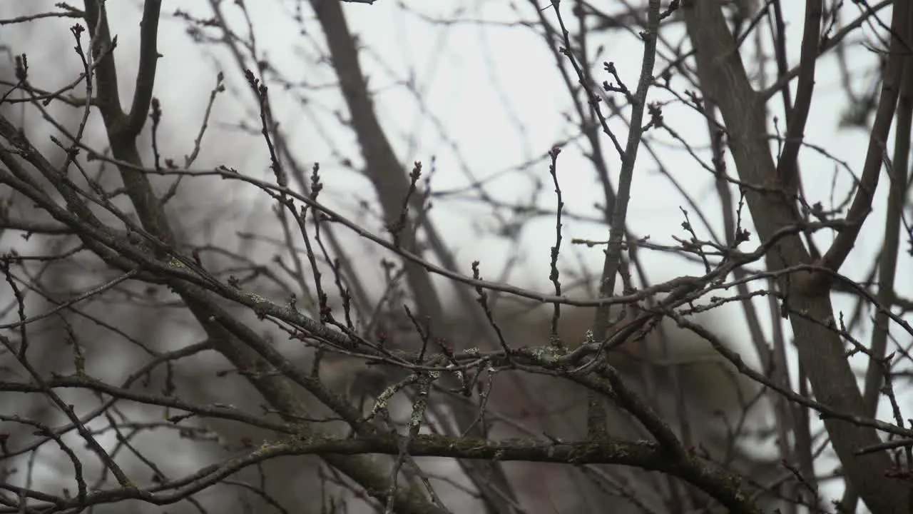 Dark-eyed Junco sitting on a blossom tree during winter eating breakfast