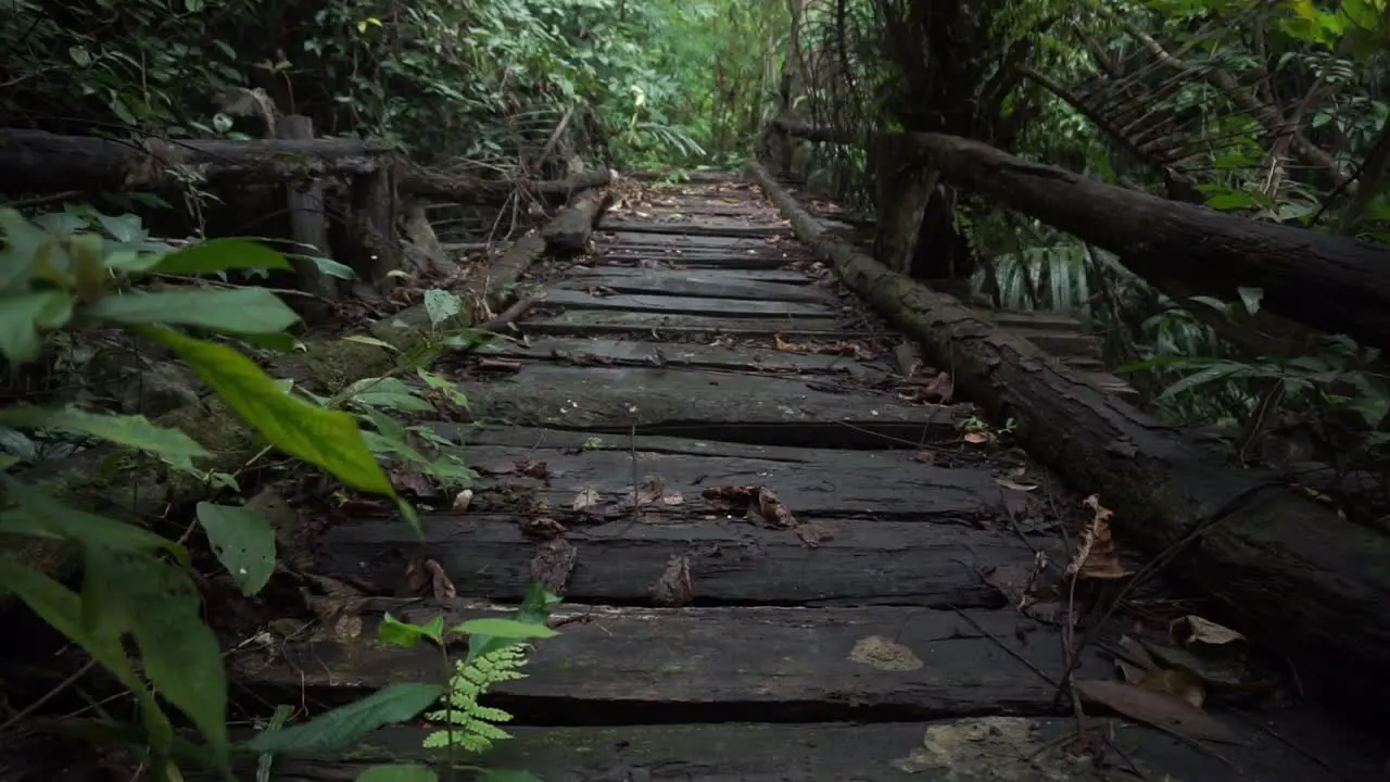 a nice wooden bridge deep in the jungle