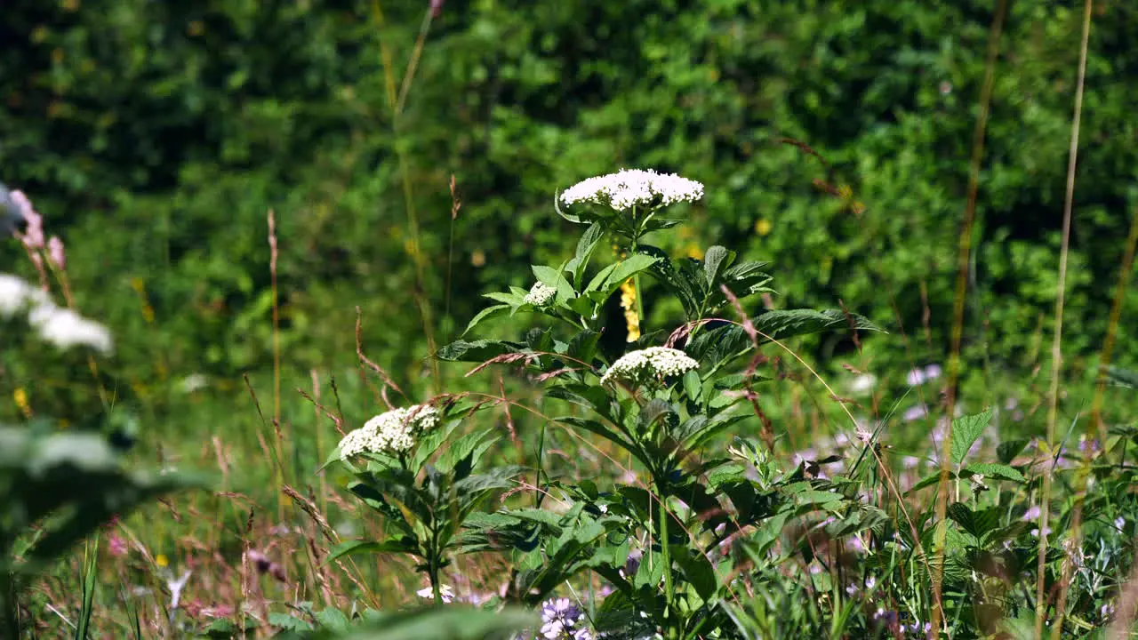 Butterfly on flowers in wild nature