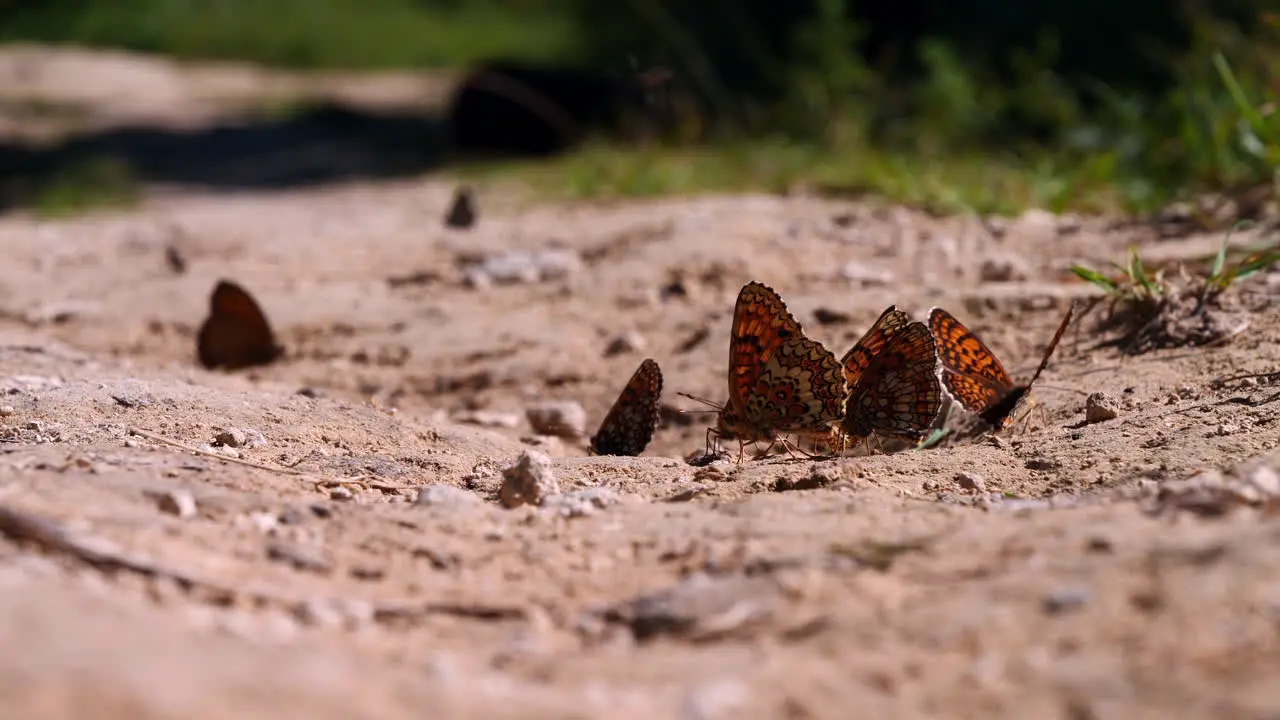 The blue butterfly joined the red butterflies in search for food