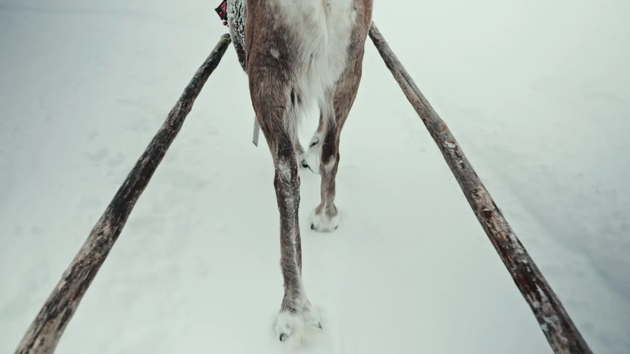 Slow motion back shot of reindeer pulling a sleigh