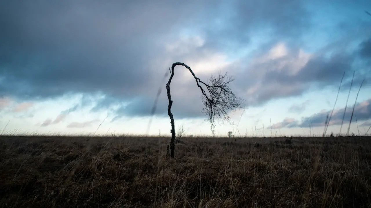 Lonely bent tree surviving in moorland timelapse shot on cloudy day