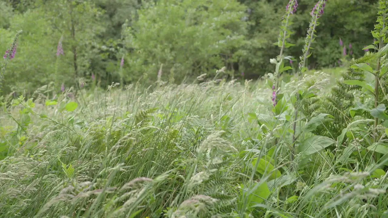 Grasses and foxgloves blowing in the wind slow motion Sony FX30