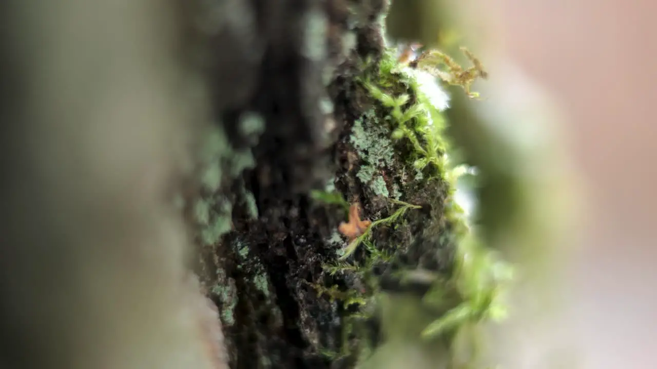 Moss on a tree close shot