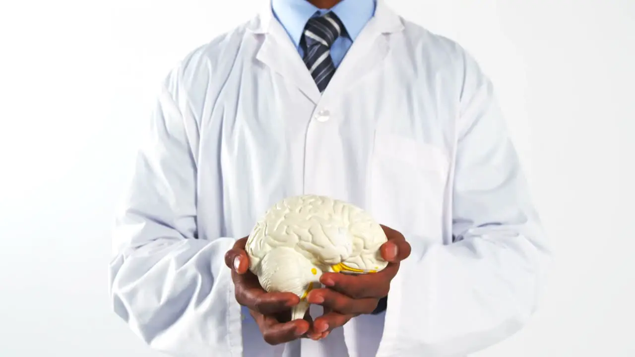 Mid section of doctor holding human brain model