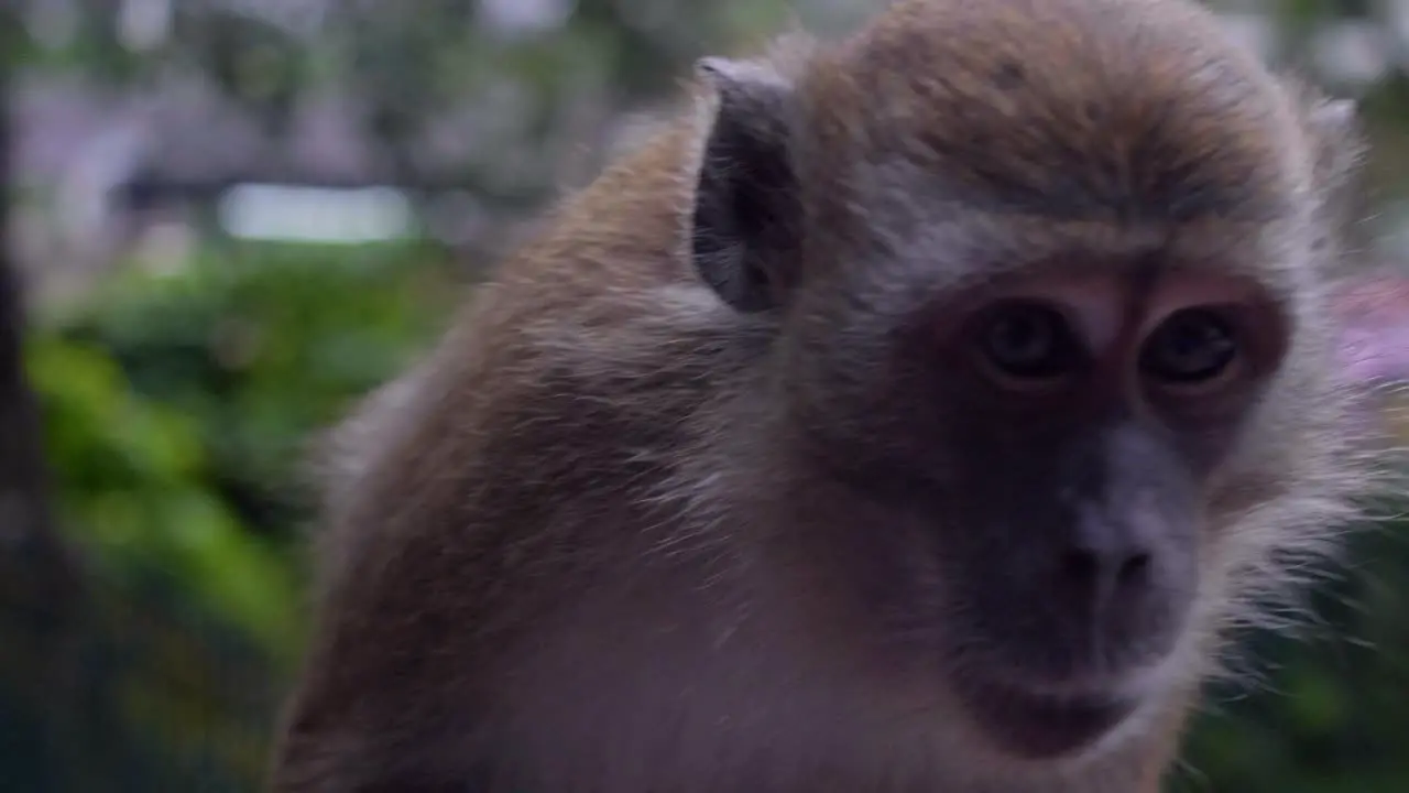 Close up shot of a Monkey in 4K