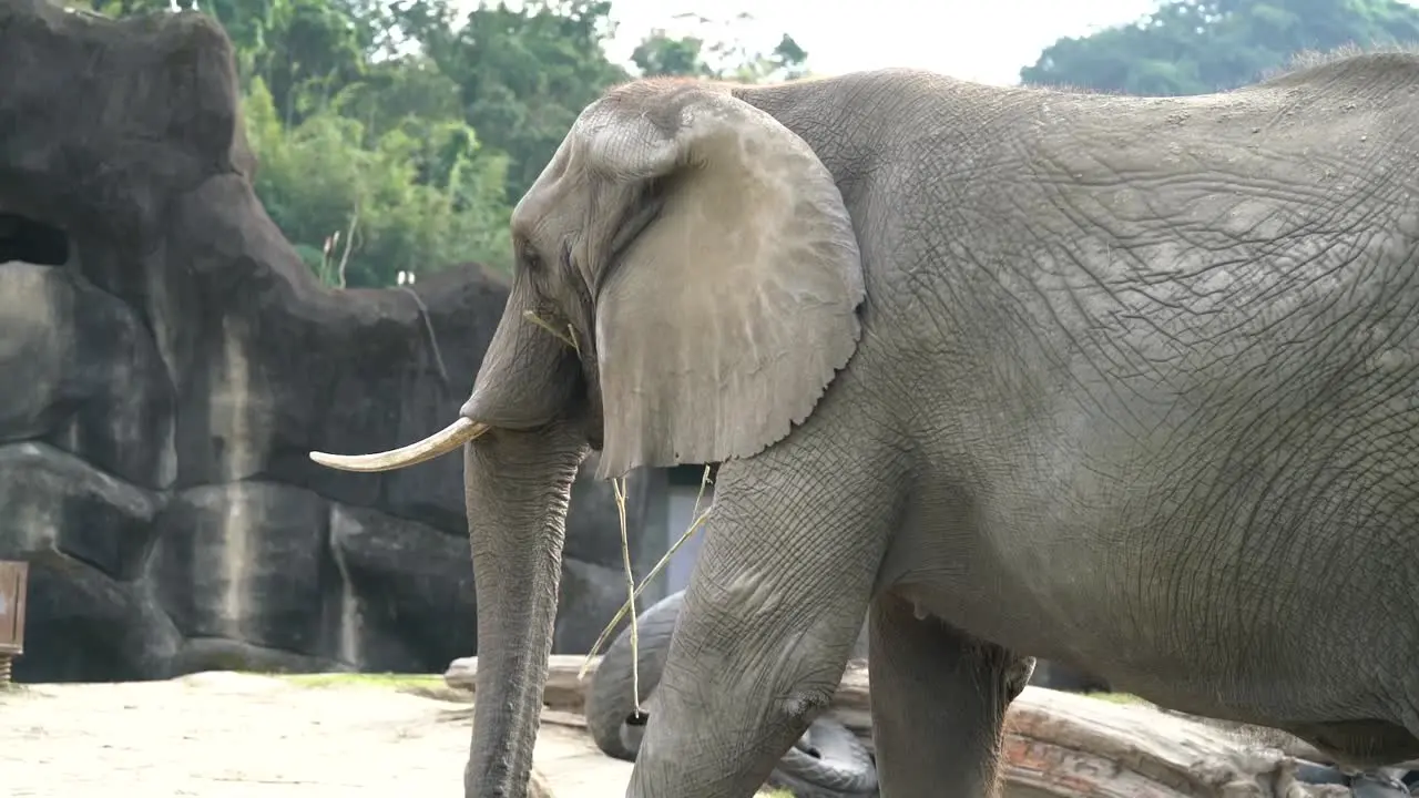 Footage of Elephant The Largest Land Animal from head to butt