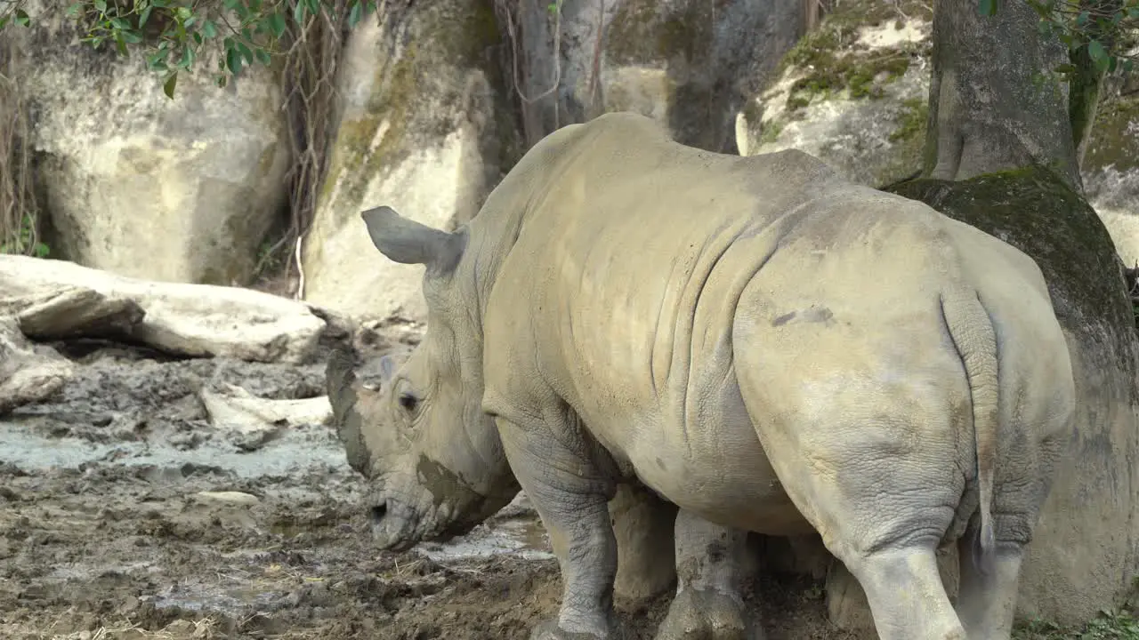 White rhino rhinoceros relaxing in the zoo wildlife sanctuary