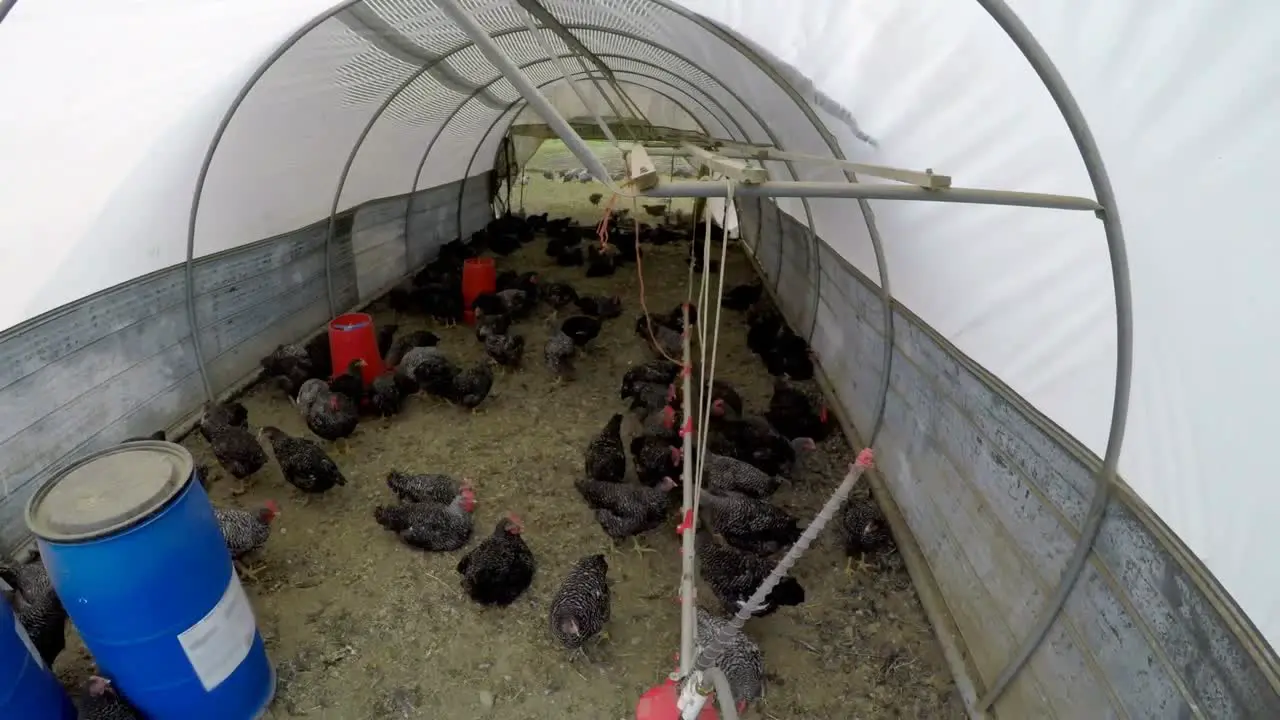 Hen grazing in the chicken coop 4k