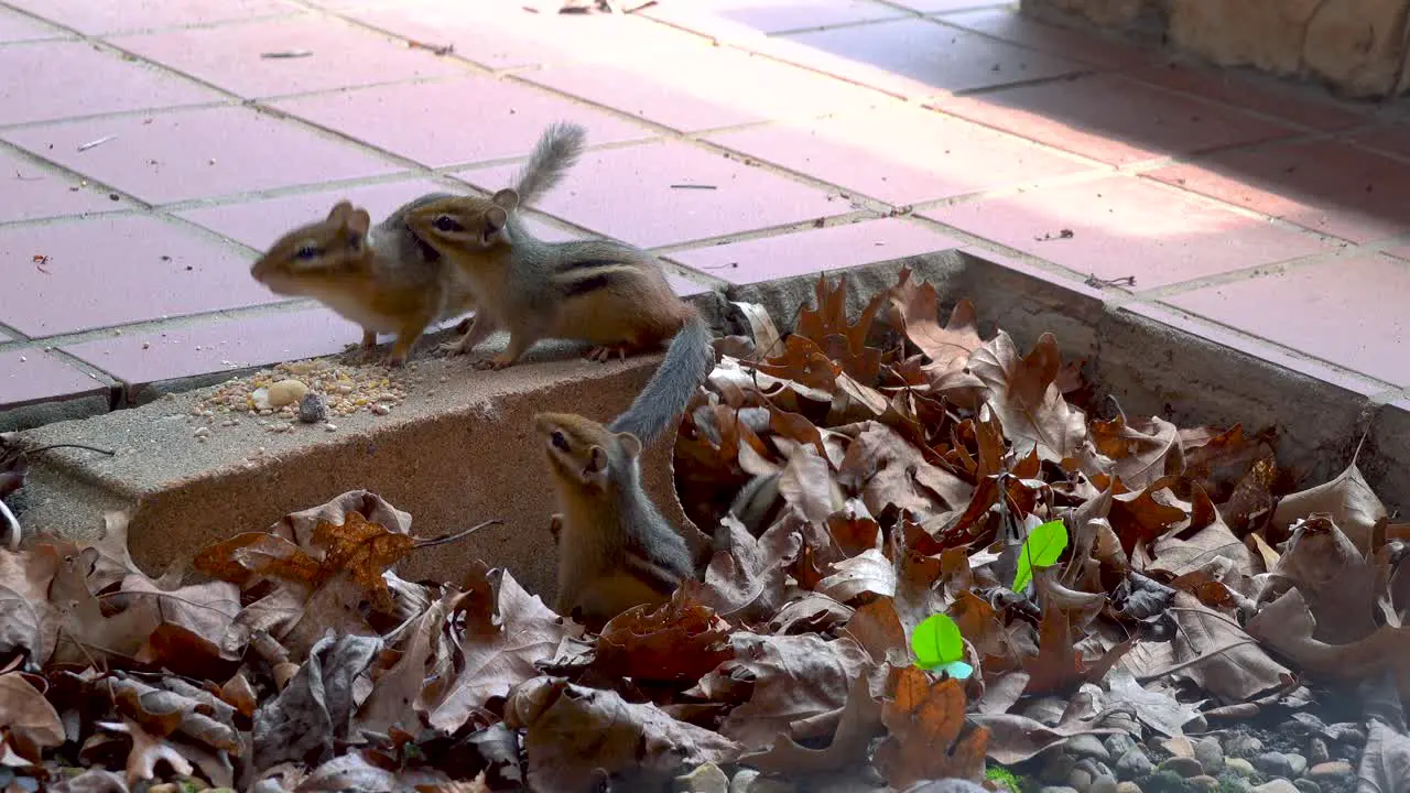 Chipmunk Family Play with Each Other Outside and Emerge from Burrow