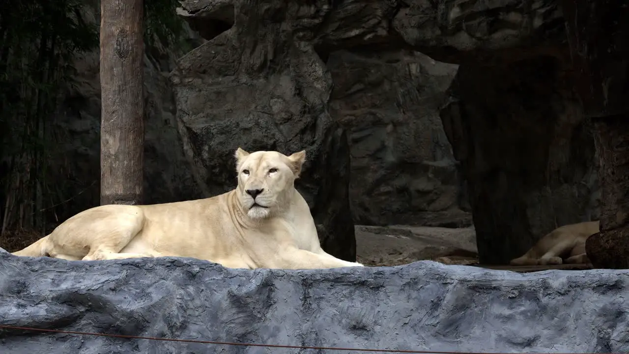 A female white lion with blonde fur is lying and relaxing alone at a zoo