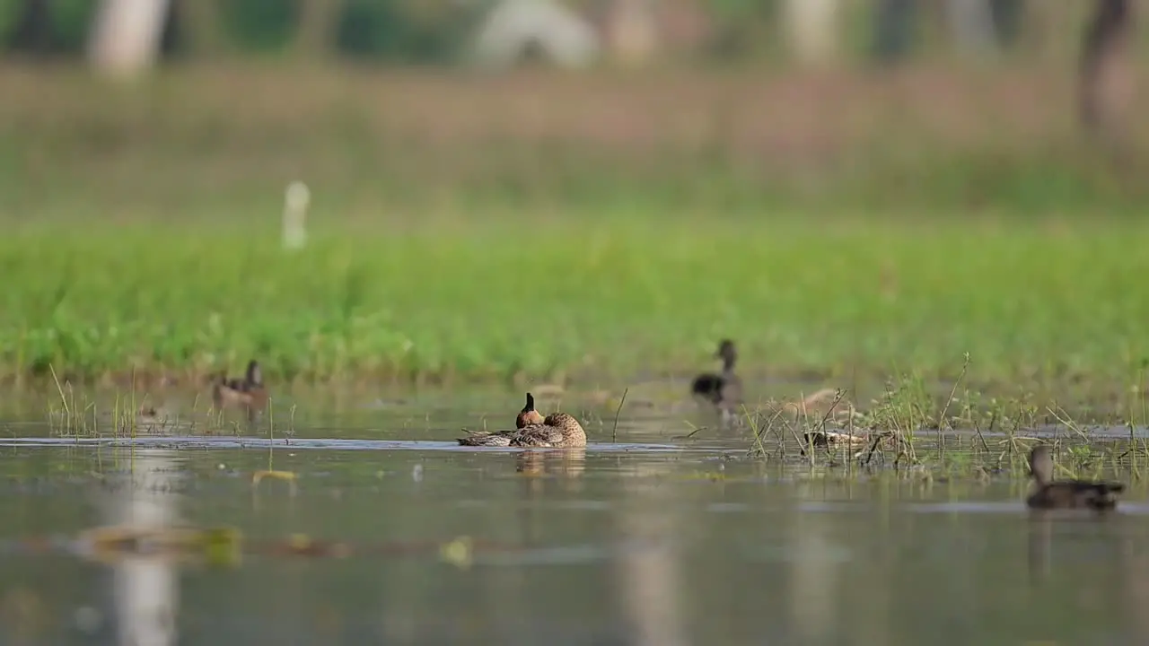 Duck cleaning feathers in wetland