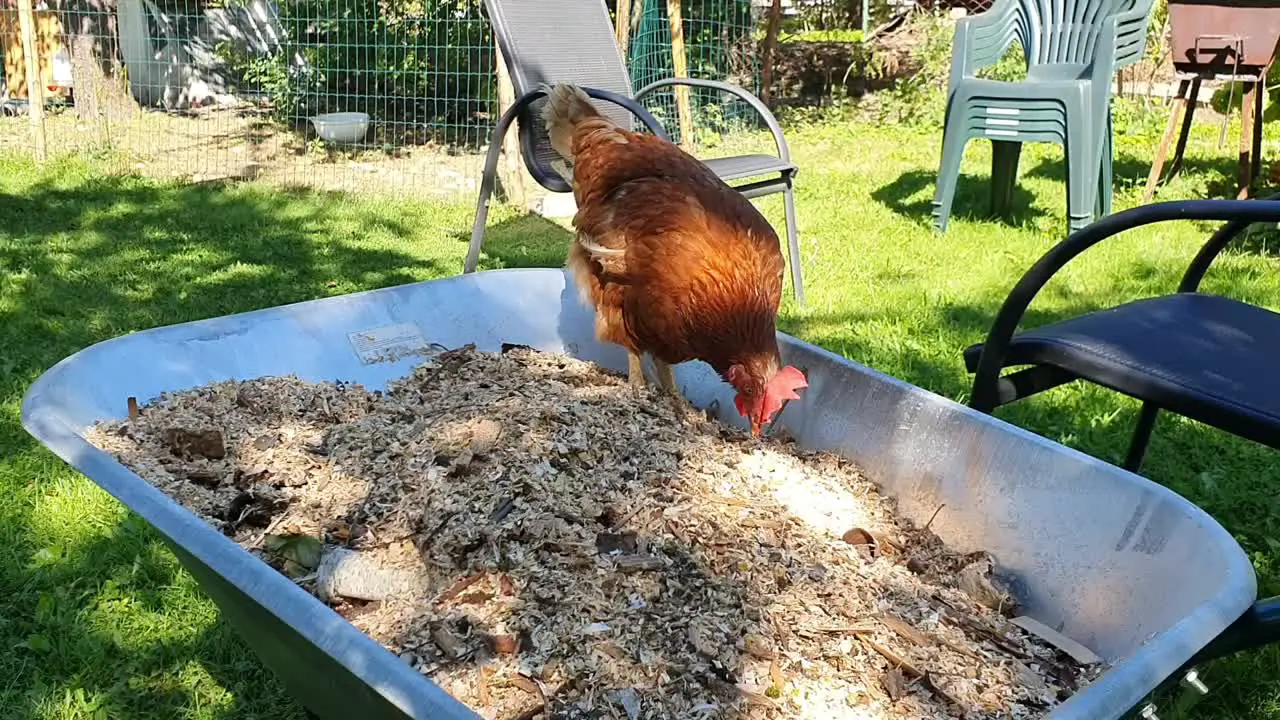 Friendly pet chicken is looking for food bugs and worm on wheelbarrow