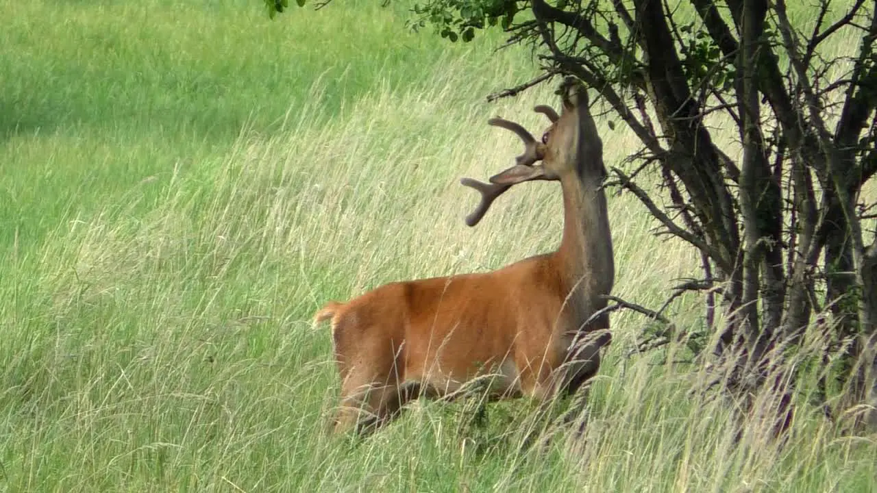 Deer Buck on a meadow stripping bark off a tree slomotion