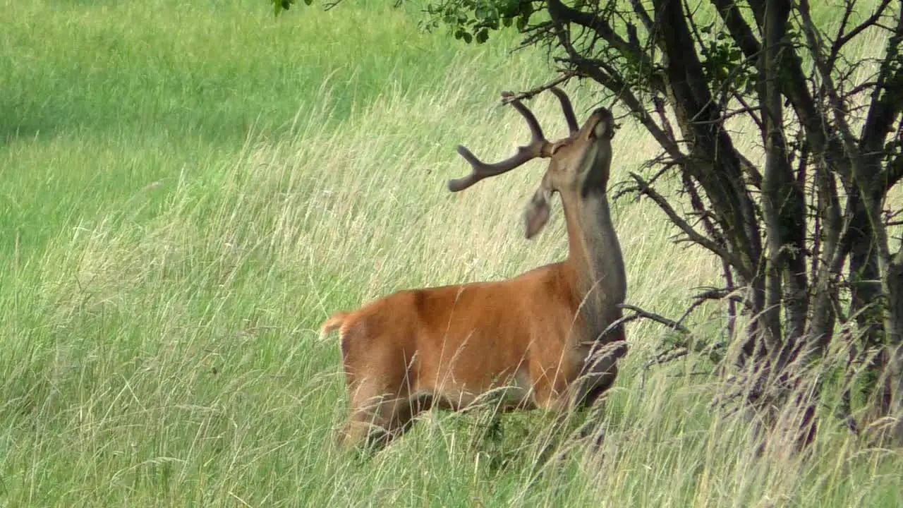 Deer Buck on a meadow stripping bark off a tree