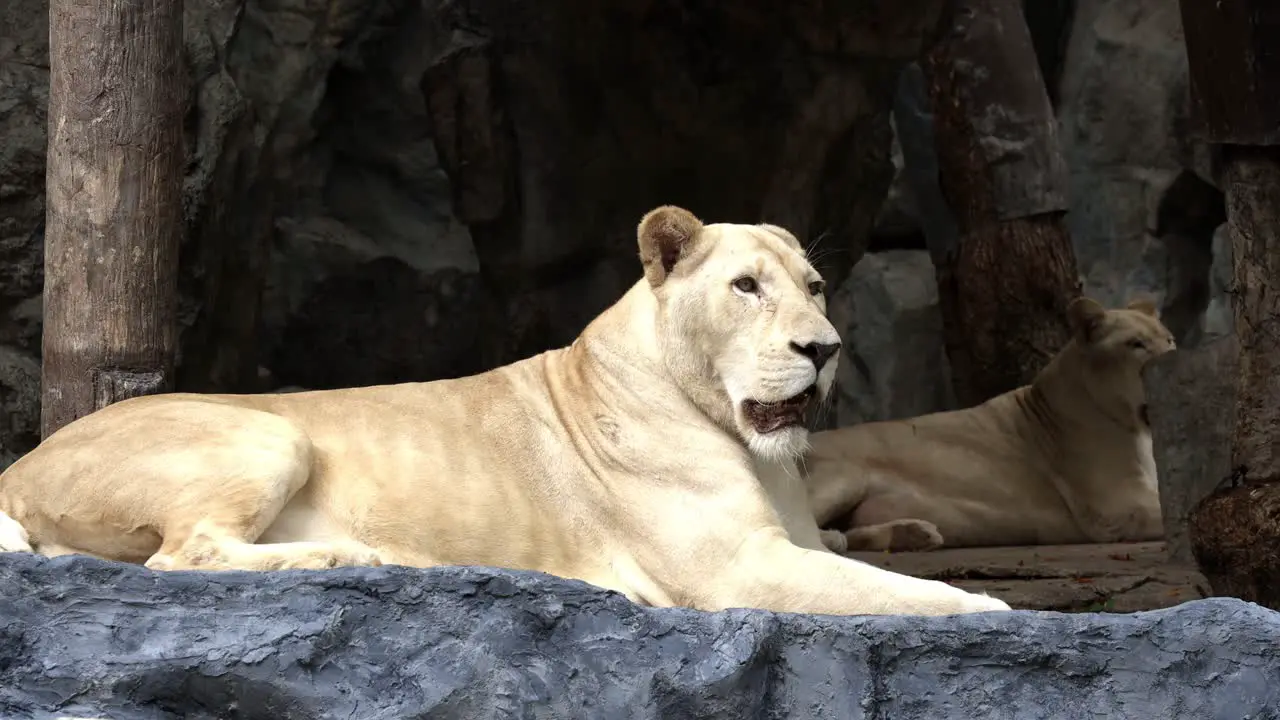 A female white lion with blonde fur is lying and relaxing at a zoo while another female lying on the background and then walking away