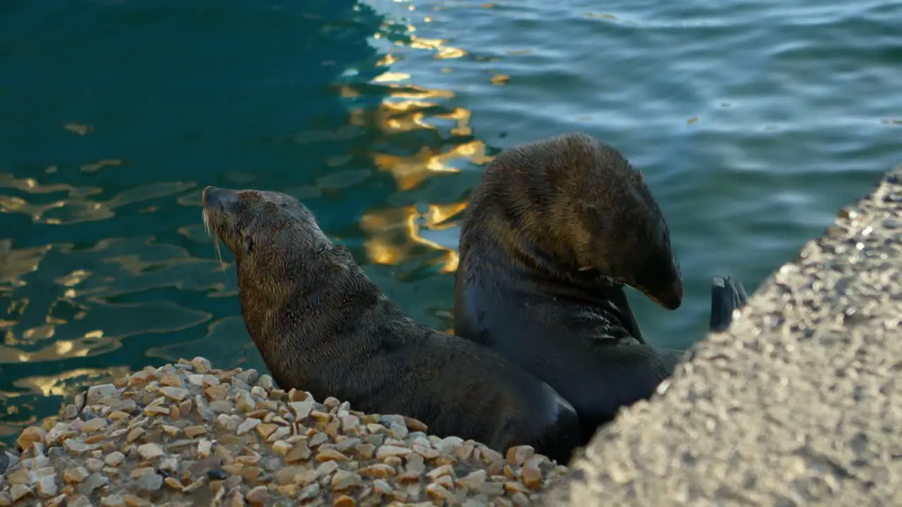 Sea lions at the dock 4k